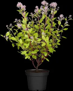 Ceanothus pallidus 'Marie Simon' - 7.5 Ltr pot - image 4