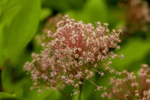 Ceanothus pallidus 'Marie Simon' - LINERS 18 CEL TRAY P9 SIZE - image 2