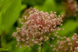 Ceanothus pallidus 'Marie Simon' - 7.5 Ltr pot - image 2