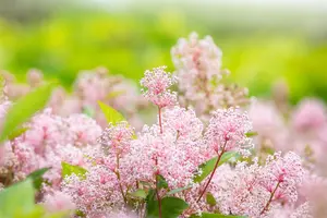 Ceanothus pallidus 'Marie Simon' - 60-80 CM C10 - image 4