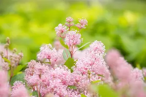 Ceanothus pallidus 'Marie Simon' - 60-80 CM C10 - image 3