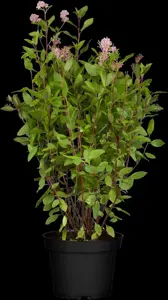 Ceanothus pallidus 'Marie Simon' - 2.5 Ltr pot - image 1