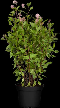 Ceanothus pallidus 'Marie Simon' - 7.5 Ltr pot - image 1