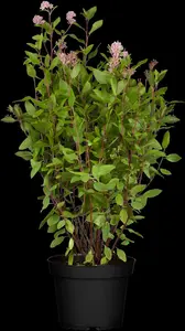 Ceanothus pallidus 'Marie Simon' - 7.5 Ltr pot - image 1