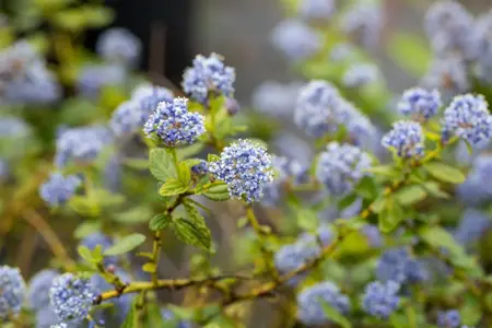 Ceanothus thyr. repens - C1 - image 2