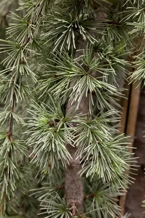 CEDRUS alt GLAUCA PENDULA 7L - image 1