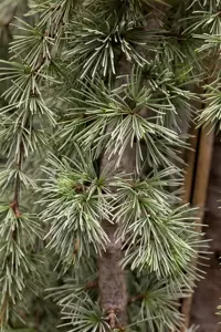 CEDRUS alt GLAUCA PENDULA