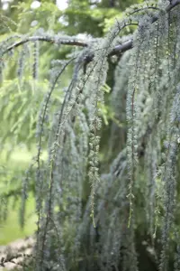 CEDRUS alt GLAUCA PENDULA 7L - image 3