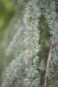 CEDRUS alt GLAUCA PENDULA 7L - image 4