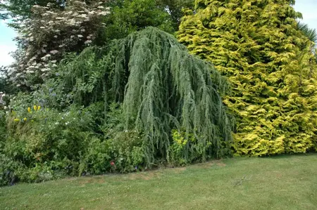 CEDRUS alt GLAUCA PENDULA 7L - image 5