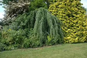 CEDRUS alt GLAUCA PENDULA 7L - image 5