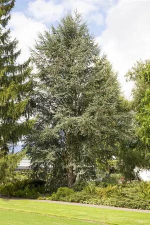 Cedrus atlantica - 80-100 CM C10 - image 3