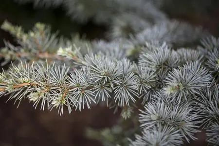 Cedrus atlantica - 80-100 CM C10 - image 1