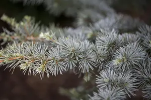 Cedrus atlantica