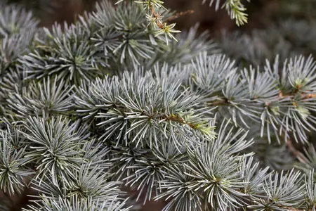 Cedrus atlantica - 80-100 CM C10 - image 2