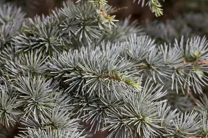 Cedrus atlantica - 80-100 CM C10 - image 2