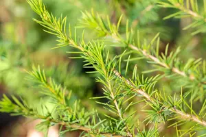 Cedrus atlantica - 80-100 CM C10 - image 4