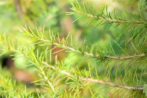 Cedrus atlantica - 80-100 CM C10 - image 5