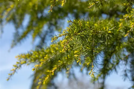 Cedrus deod. 'Aurea' - 50-60 CM C3 - image 2
