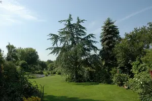 Cedrus deod. 'Aurea'