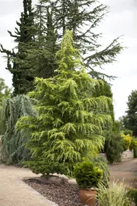 Cedrus deod. 'Golden Horizon' - 25-30 CM C3 - image 3