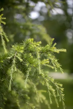Cedrus deod. 'Golden Horizon' - 25-30 CM C3 - image 4