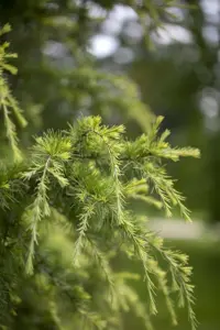 Cedrus deod. 'Golden Horizon' - 25-30 CM C3 - image 4