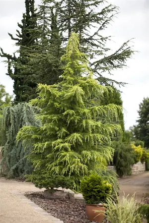 Cedrus deod. 'Golden Horizon' - 30-40 CM C5 - image 3
