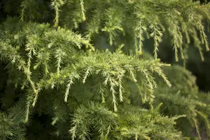 Cedrus deod. 'Golden Horizon' - 30-40 CM C5 - image 5
