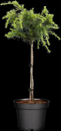 Cedrus deod. 'Golden Horizon' - 25-30 CM C3 - image 1