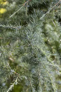 Cedrus deod. 'Karl Fuchs' - 175-200 CM RB - image 2