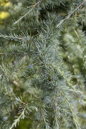 Cedrus deod. 'Karl Fuchs' - 200-225 CM RB - image 2