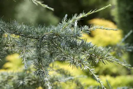 Cedrus deod. 'Karl Fuchs' - 200-225 CM RB - image 1