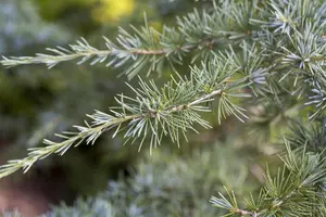 Cedrus deod. 'Karl Fuchs' - 200-225 CM RB - image 3