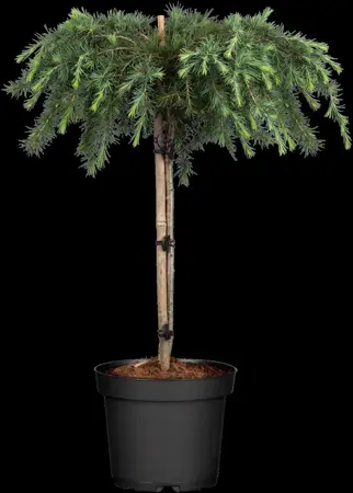 Cedrus deod. 'Pendula' - STD 20-25 CM CONT    - image 2
