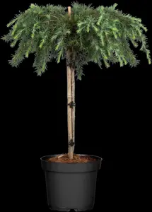 Cedrus deod. 'Pendula' - STD 20-25 CM CONT    - image 2