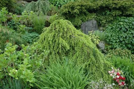 Cedrus deod. 'Pendula' - 60-80 CM C5 - image 2