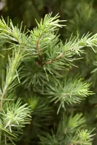 Cedrus deodara