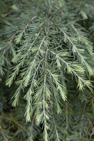 Cedrus deodara - 40-50 CM C15 - image 5