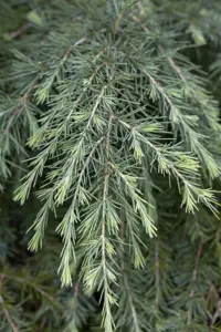Cedrus deodara - 40-50 CM C15 - image 5