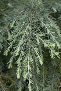 Cedrus deodara - 50-60 CM C3 - image 5