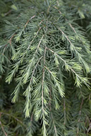 Cedrus deodara - 40 CM BALL C15 - image 5