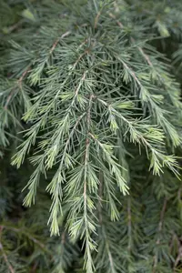 Cedrus deodara - 40 CM BALL C15 - image 5
