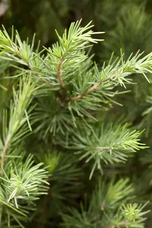 Cedrus deodara - 150-175 CM RB - image 1