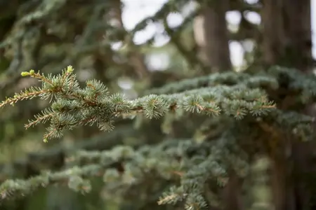 Cedrus deodara - 40-50 CM C15 - image 2