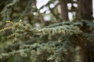 Cedrus deodara - 40-50 CM C15 - image 2