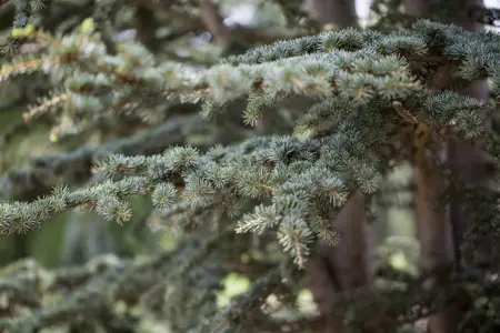 Cedrus deodara - 40-50 CM C15 - image 3
