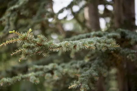 Cedrus deodara - 30-40 CM C5 - image 2