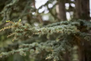 Cedrus deodara - 50-60 CM C3 - image 2