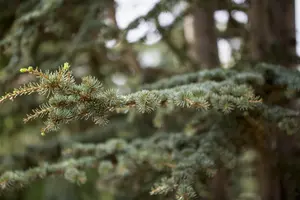 Cedrus deodara - 40 CM BALL C15 - image 2